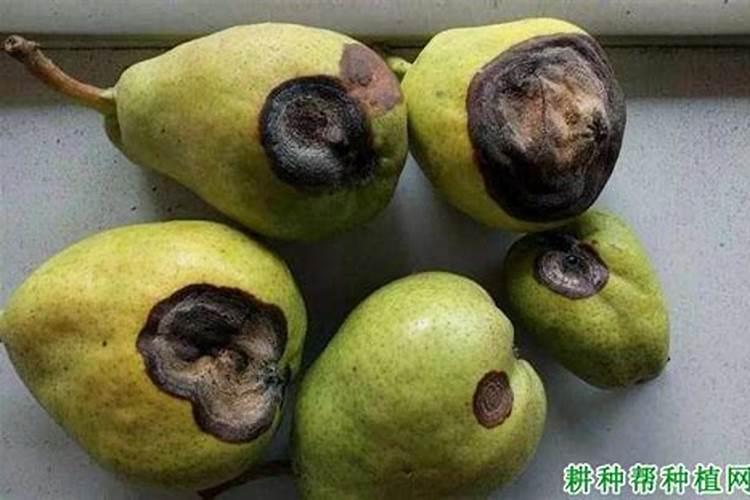 梨树现在施肥碳铵可以吗