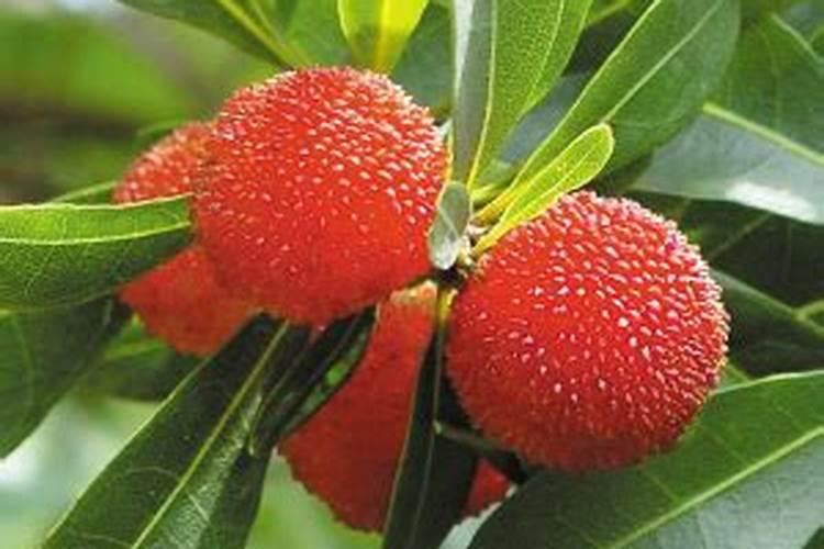 杨梅施什么肥料好