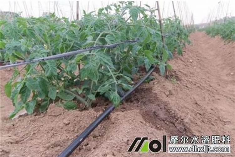 复合肥料怎样冲施效果最好？胡萝卜用滴灌冲上肥料后再浇多长时间最合