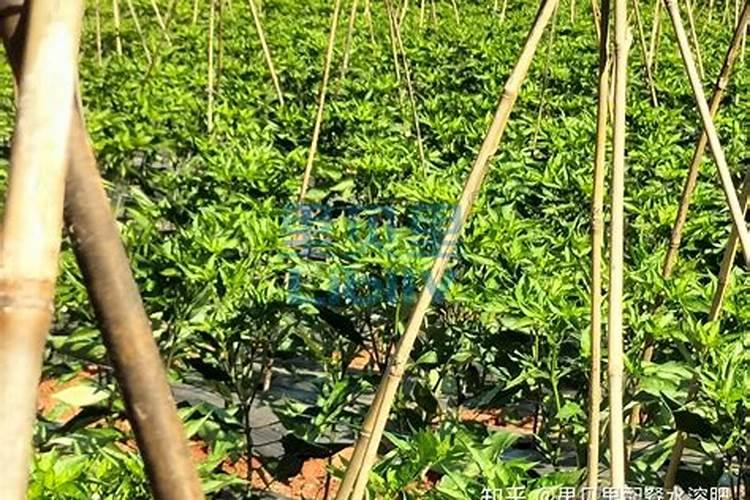 水溶肥辣椒田喷施用量？