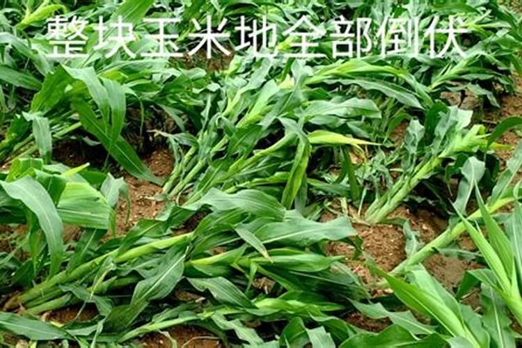 硫酸钾肥什么牌子好