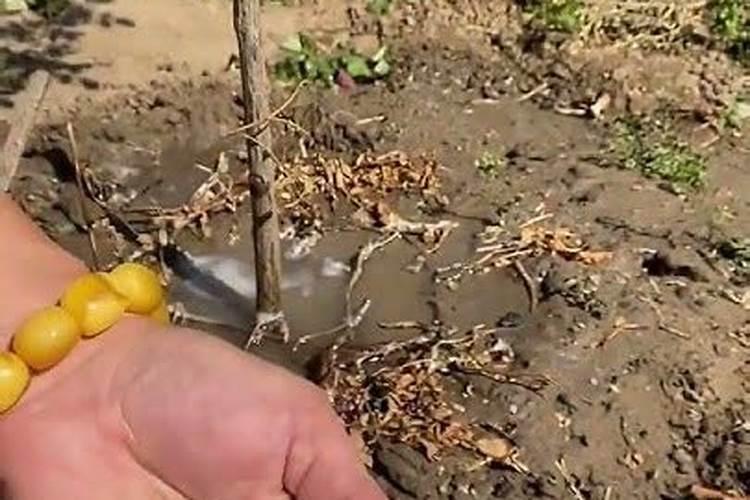 绿罗的养殖方法用什么肥料好 园艺技巧