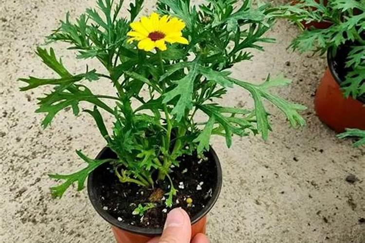 宋佳获奖后连着两天开心庆祝,喝到走不稳当,西瓜要怎么种才高产？百 ...