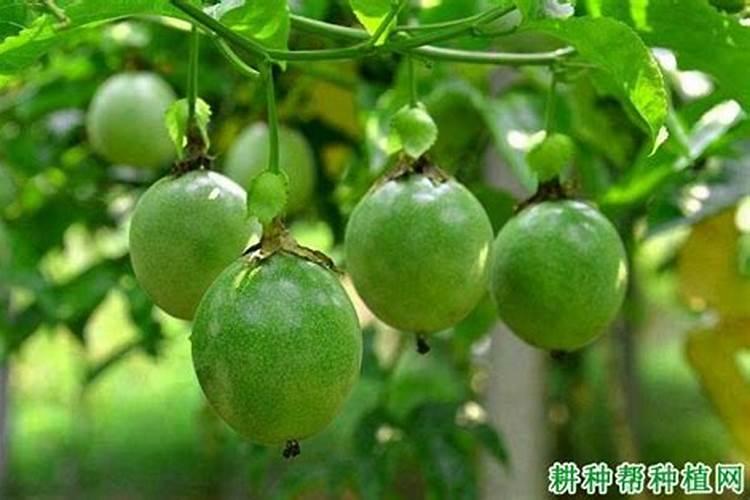 稻飞虱最怕三种药