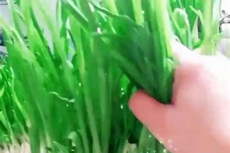 蒜苗施什么肥料最好