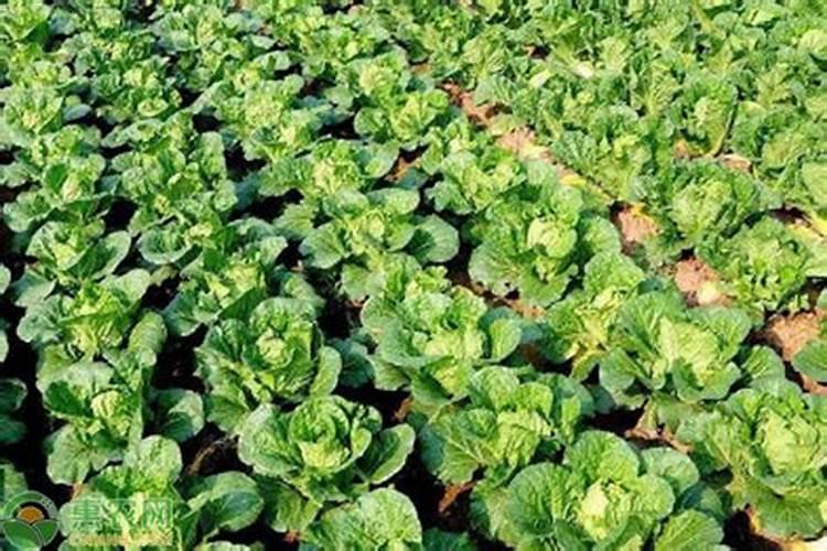 柑橘着色用氨基酸吗有效果吗