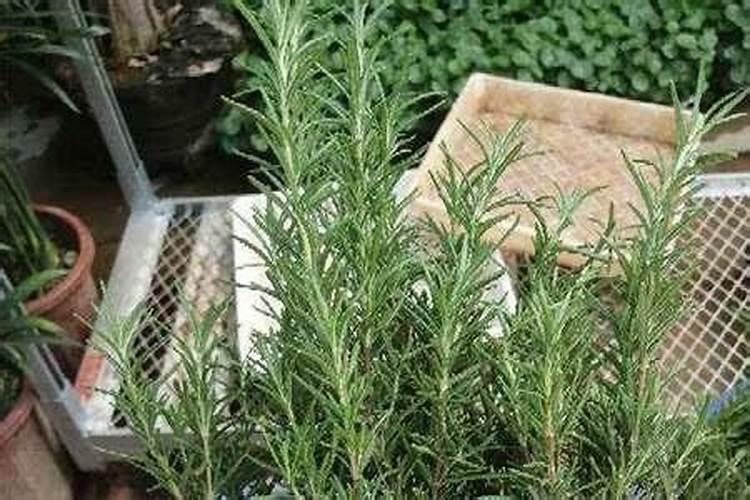 施肥桶里加尿素化了以后多少天可以吸收