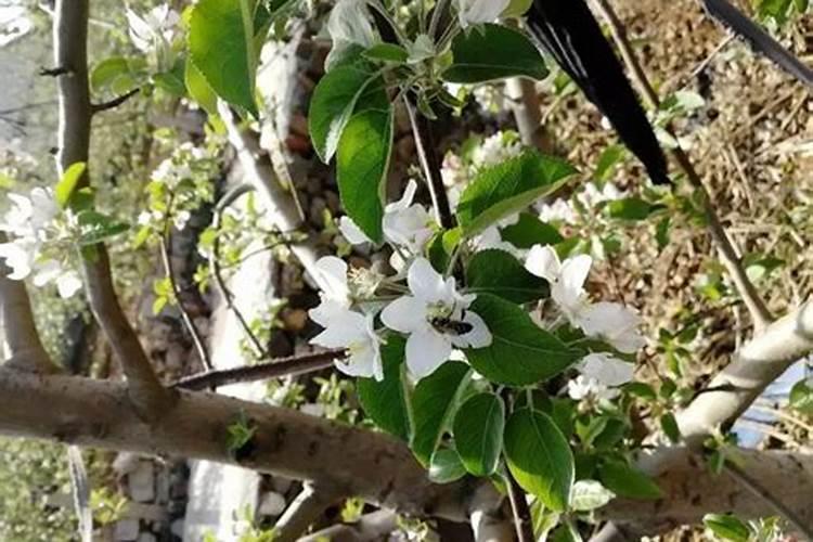 建兰冬天怎么浇水