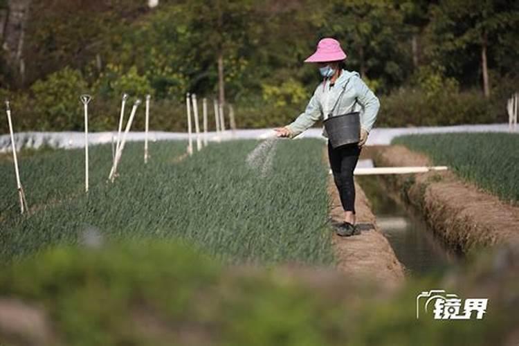 香蕉在种植过程中施什么肥好？施肥技术要点具体是什么呢？
