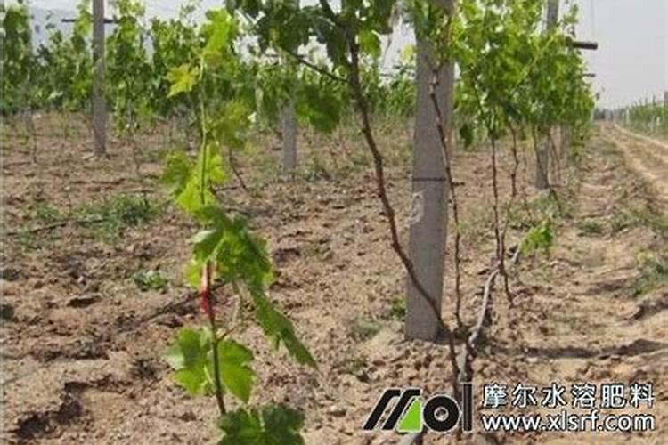 第一年葡萄小苗施什么肥(刚种葡萄苗用什么肥料长得快)