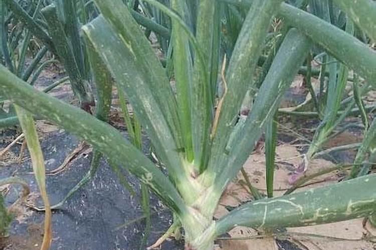苹果缺钙症状什么时候补钙最快
