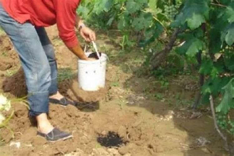 第一年葡萄小苗施什么肥(刚种葡萄苗用什么肥料长得快)