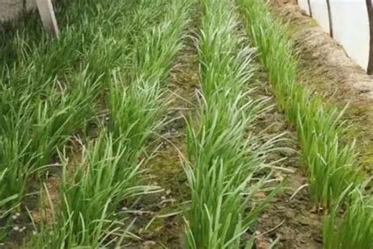 种植韭菜的最佳施肥时间 施什么肥更高产