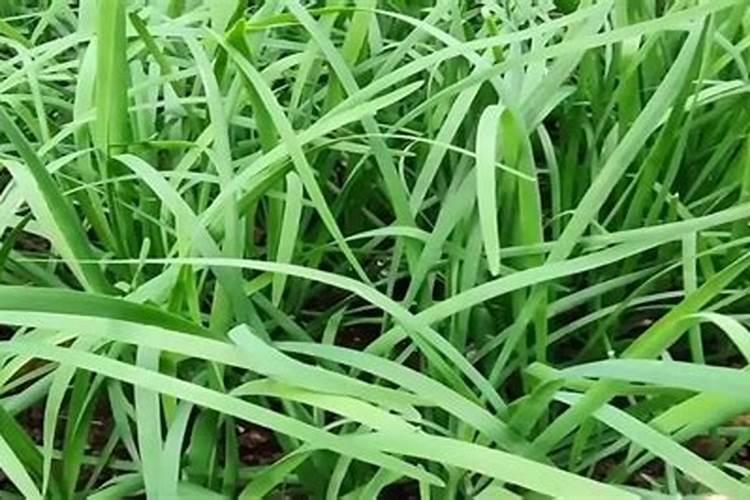 韭菜的需肥规律及施肥技术