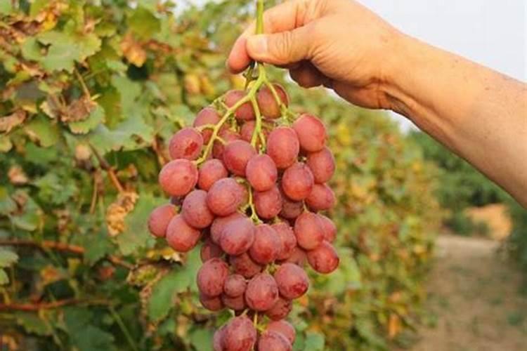 葡萄树一年需施多少氮磷钾肥料