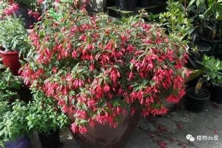 种花生用草木灰做底肥好吗？,花生肥什么时候施好