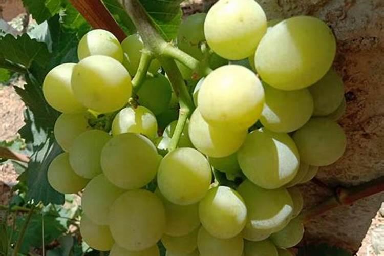 花生施硼肥的最佳时期