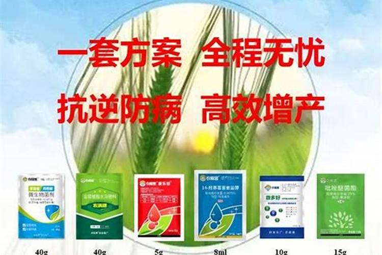 阳台种菜需要每天浇水吗