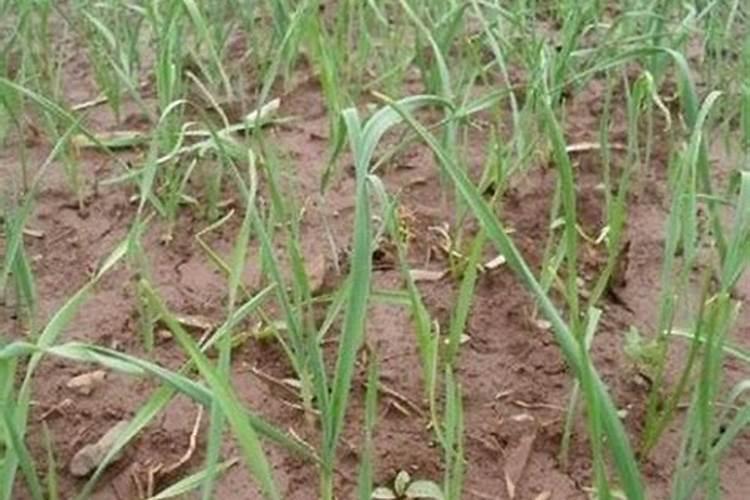 蜂蜜和大蒜怎么泡能提高肾功能