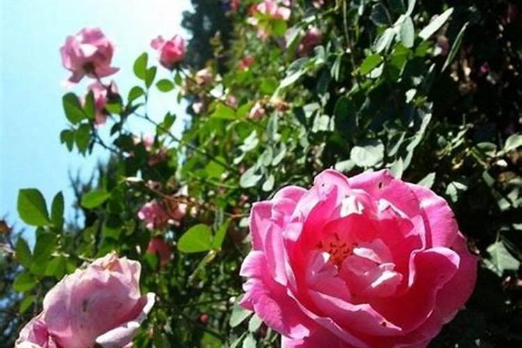 室内种什么花好养又香(八种适合室内养的花卉推荐)