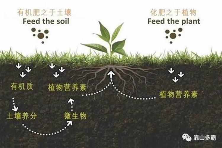 苹果树青砧木是怎么原理
