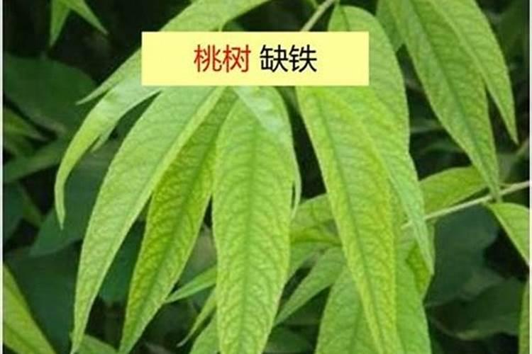 蒲瓜蒲瓜的种法