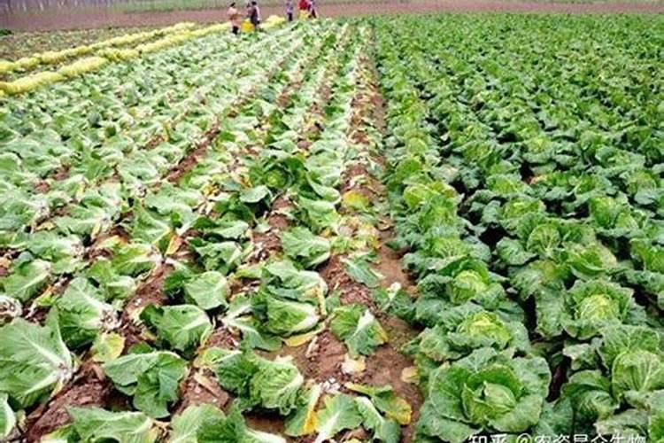大白菜莲座期重施n肥的作用是什么