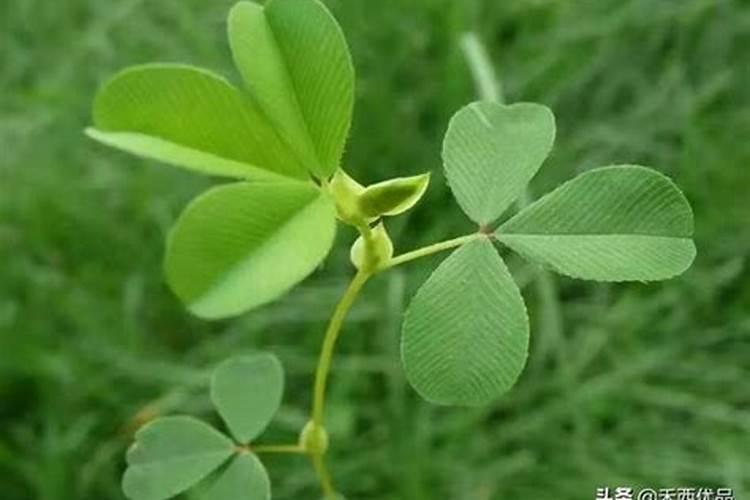 油菜肥施多了怎么办