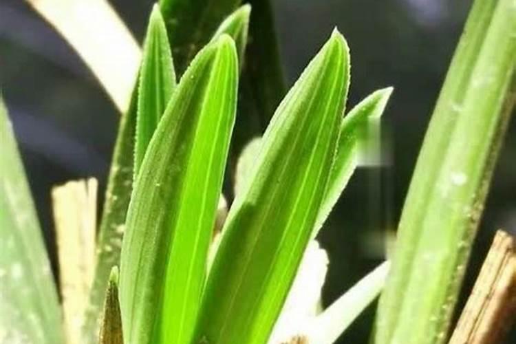 磷酸二氢钾可以浇兰花吗