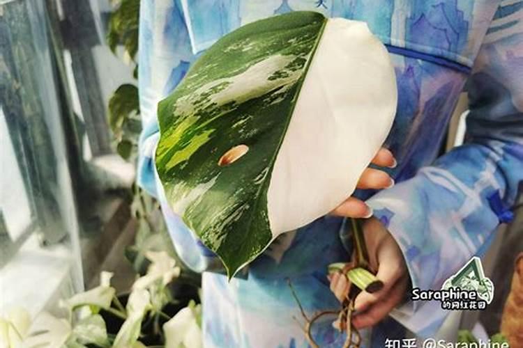 涨价预警!氮、磷、钾肥都涨价了,涨多少？鉴别假化肥的4个方法