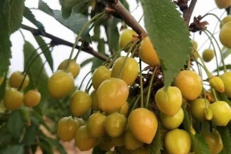 樱桃树施什么肥最好
