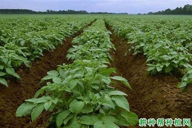 土豆膨大用哪种钾肥好