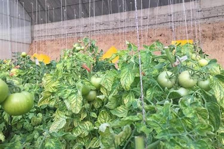 高钾肥怎样使用方法？