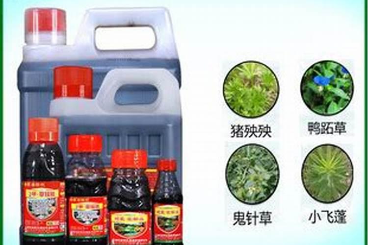 高产大姜施肥方法 姜如何施肥