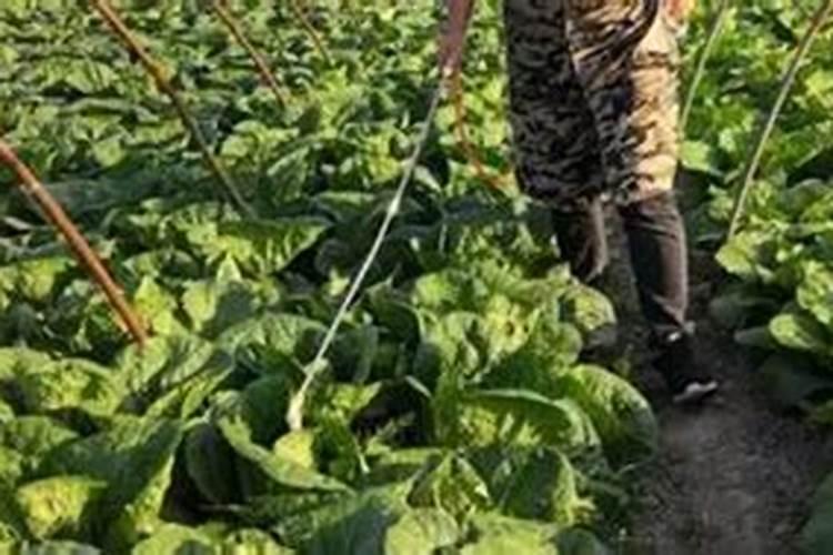 白菜叶面肥的使用方法