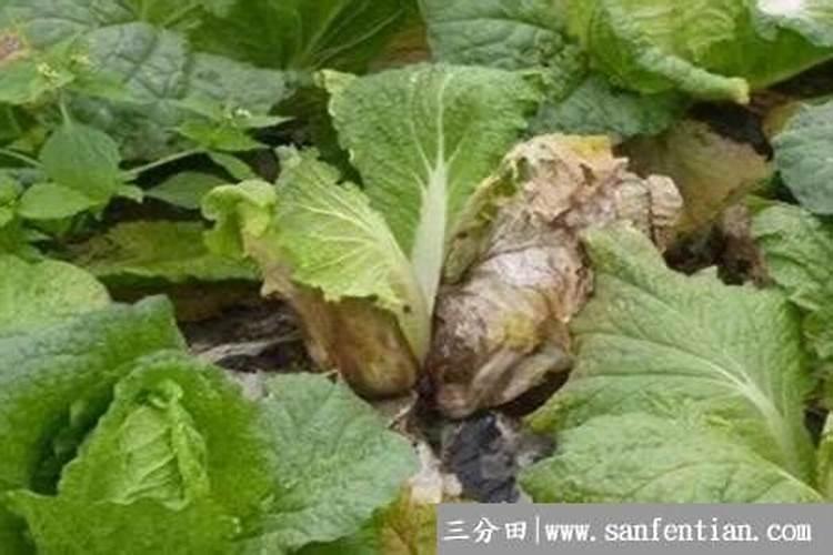 白菜追肥多久追一次 白菜多长时间追肥一次
