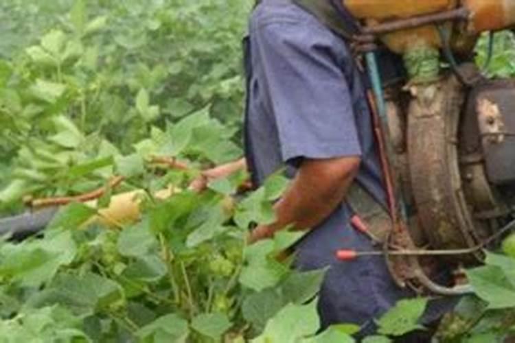 种大蒜用什么复合肥 做底肥最好