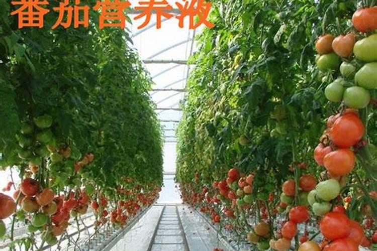 施用氮肥过多对植物有什么影响