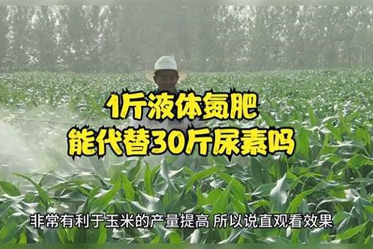 玉米涝了以后用肥料好还是打液体氮肥好？