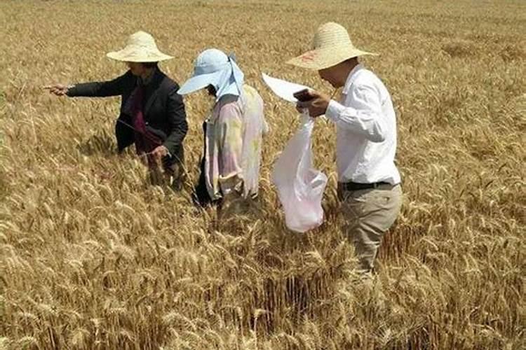 尿素和氮肥,哪个给果树施肥的效果好？为什么？