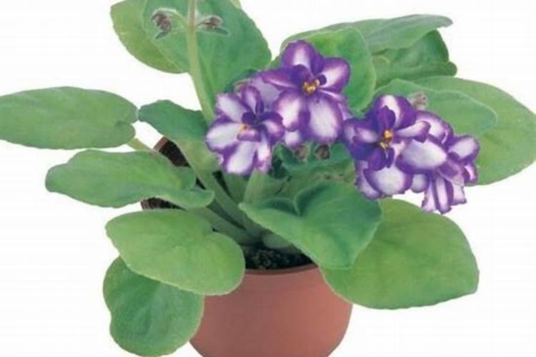 非洲紫罗兰只长叶子不开花是什么原因及解决办法