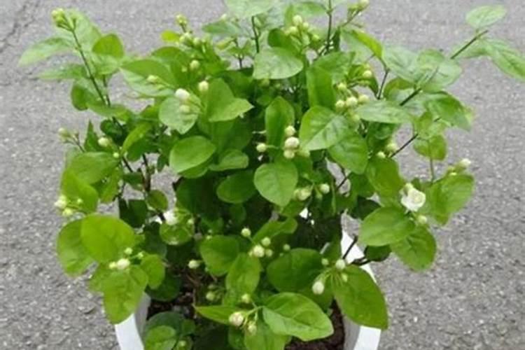 茉莉花开花了该不该施肥