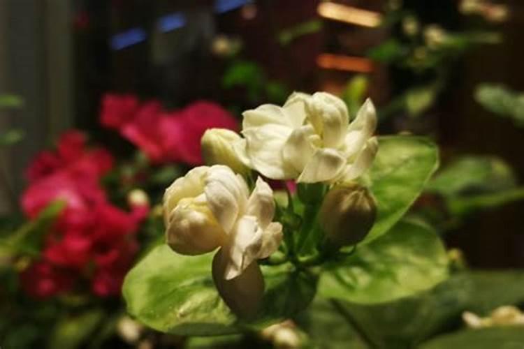 茉莉花期养护方法 开花期间养殖方法