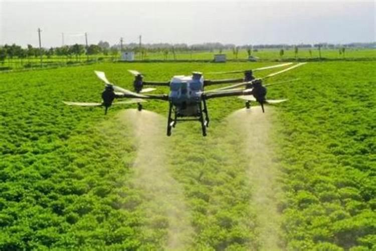 白菜农民砍价,为啥这么便宜？