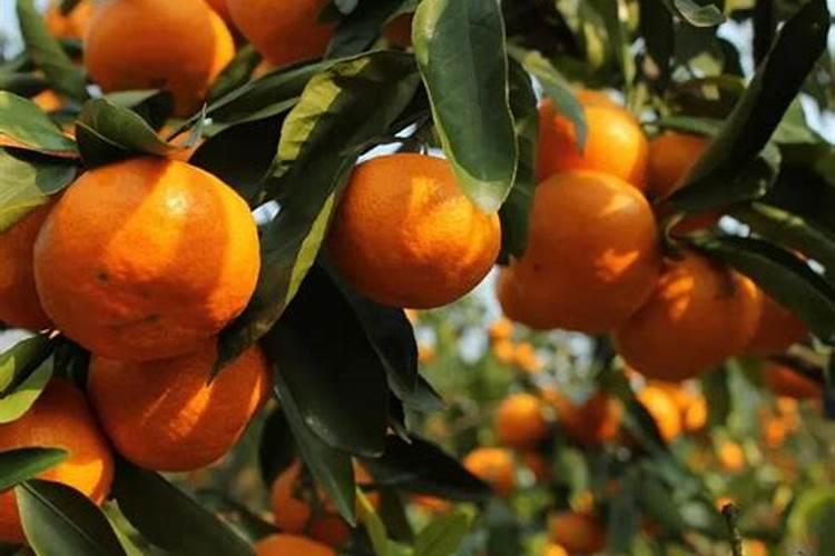 水溶肥施了多久不能淋雨？