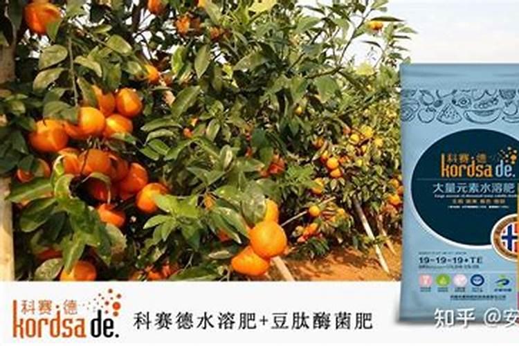 脐橙冬肥施什么肥好