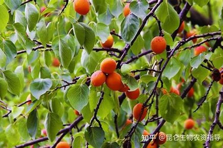 小麦幼苗期喷什么叶面肥最好