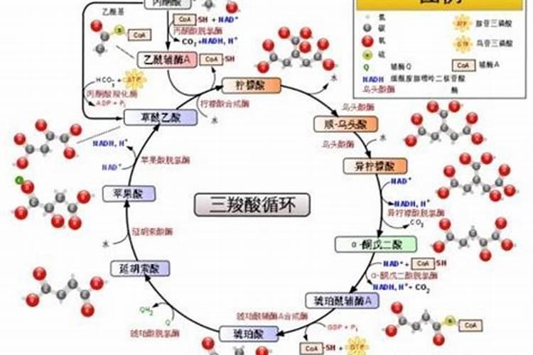 月季栽培管理技术要点(有关月季的种植方法)