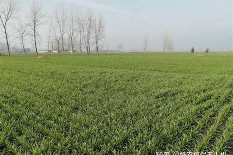 吕洋化肥是大品牌么