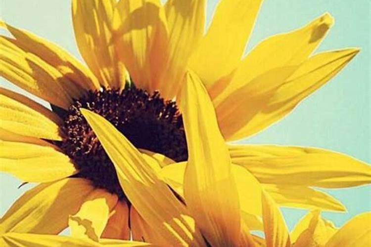 向日葵需要什么肥料